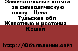 Замечательные котята за символическую плату › Цена ­ 100 - Тульская обл. Животные и растения » Кошки   